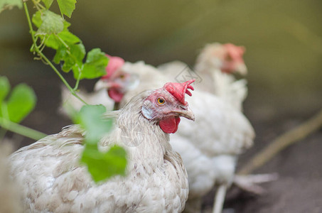 农场里的白母鸡公鸡生活自由放养家养母鸡在农场田图片