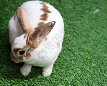 夏日绿草上的小兔子棕色斑图片