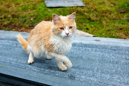 小猫在炉甘石上行走图片