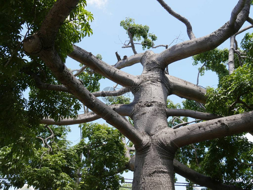 向上看一棵巨大的Kapok树的枝图片
