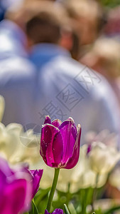 迷人的花朵有精致的紫色和白色花瓣图片