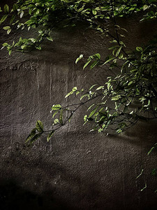 树枝和绿叶对着墙壁信条图片