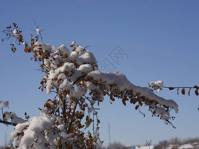 关闭用冰和雪盖的树梢图片