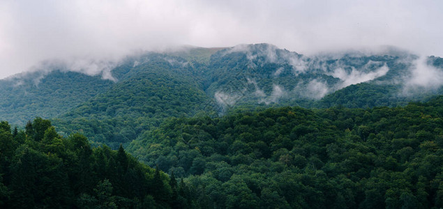 黑山BiogradskaGora公园雾中丘陵地区茂密森林的全景图片