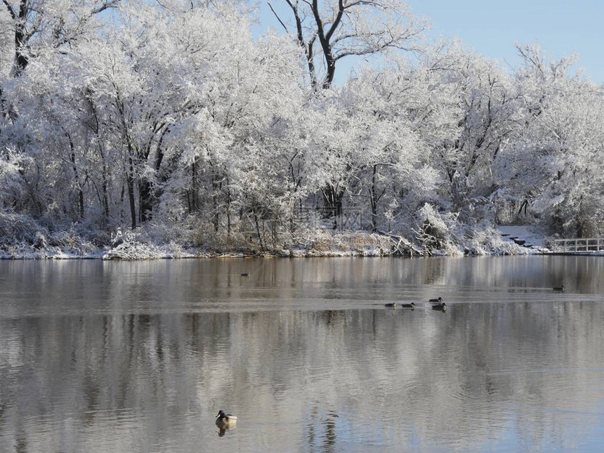 以冰雪覆盖的树木为背景的池塘的超宽视野图片