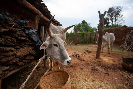 印度地区村庄的家养奶牛图片
