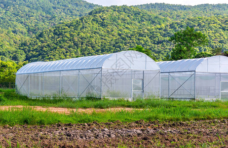 绿色山附近的智能农场的白色昆虫保护帐篷形图片