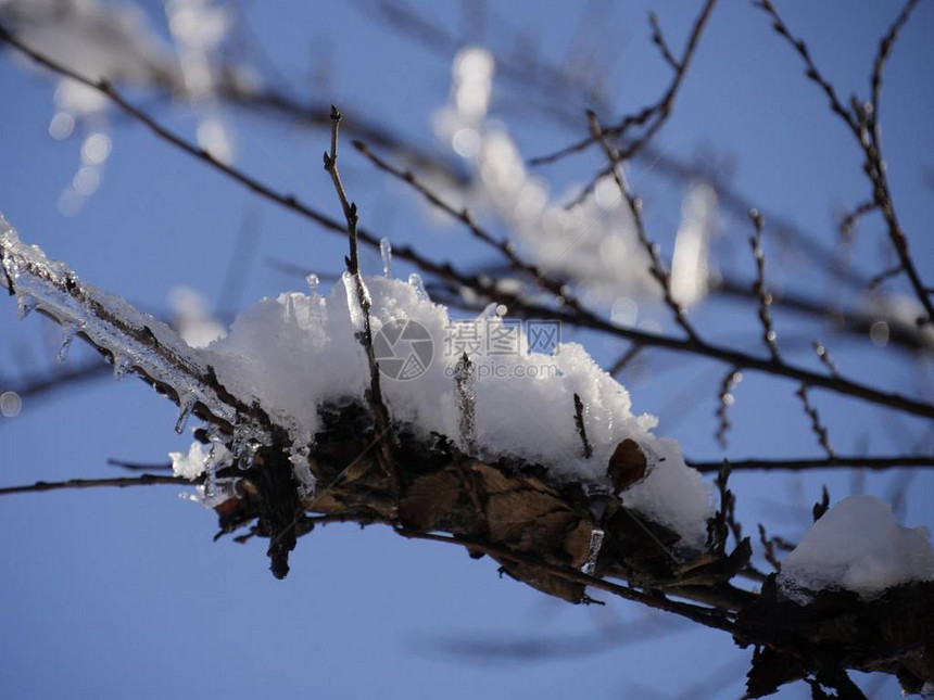 树枝上贴近的树枝上面覆盖着冰雪和图片