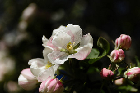 春天苹果花特写图片