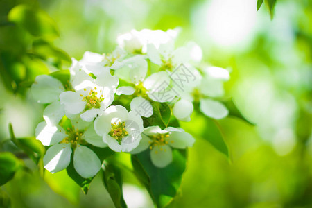 一棵开花的苹果树的枝在天空的白花中图片