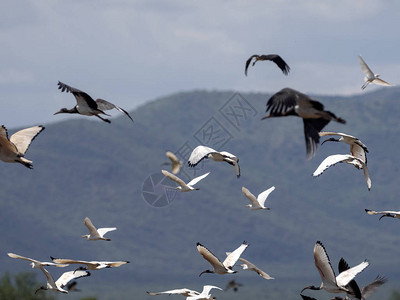 飞翔的鸟群埃塞俄比亚图片