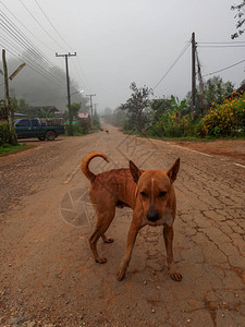 村里土路上的狗图片