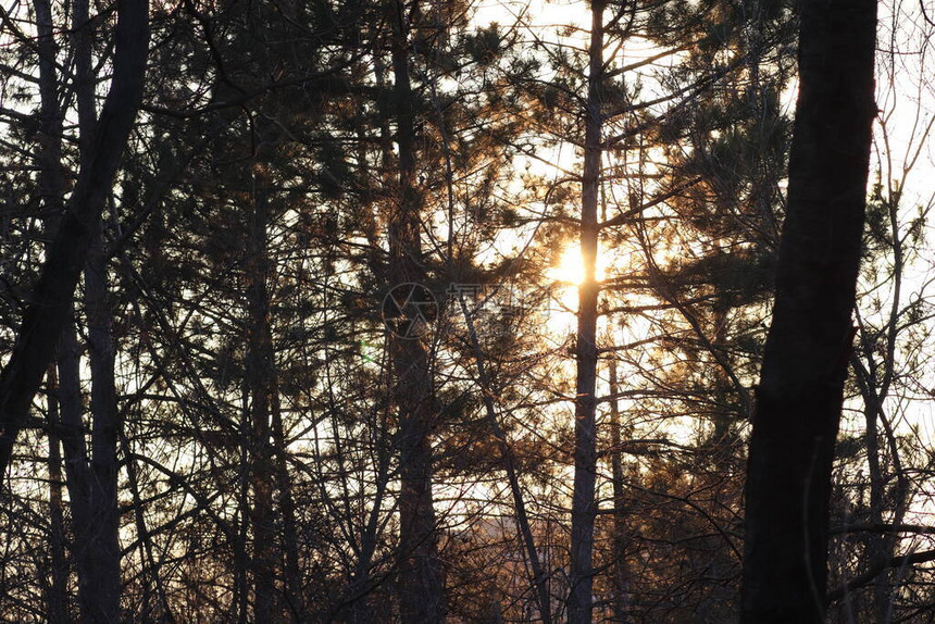 夕阳下的森林穿过树林图片