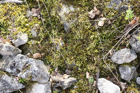 灰色石头上的苔藓背景绿色与灰色图片