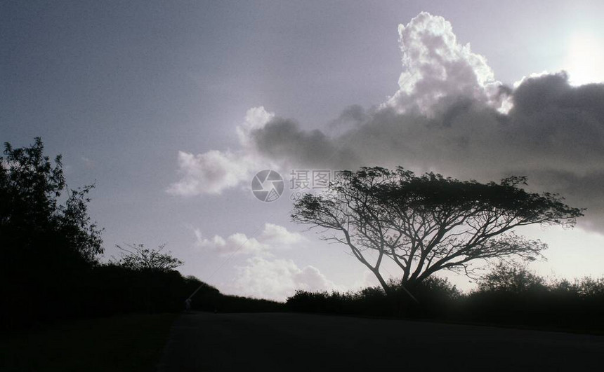 清晨一棵大树的剪影上面有厚的云层图片