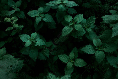 绿色植物生长背景绿叶背图片