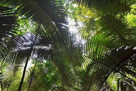 热带棕榈叶绿叶背景图片
