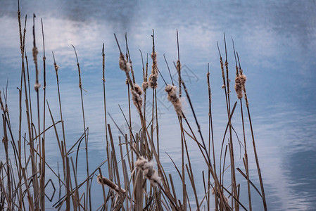 湖上风中的香蒲植物图片