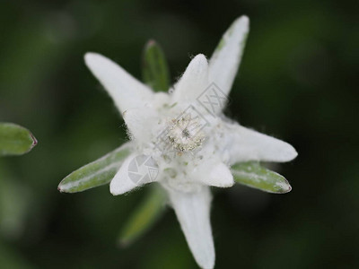 高山星花宏观细节特写背景图片