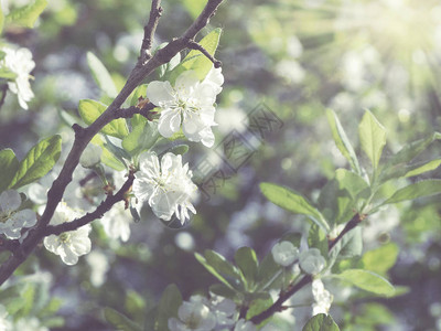 春天背景开花的樱桃花树和叶子图片