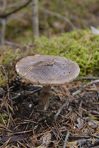 蘑菇树桩在森林里图片