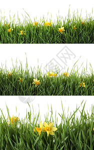 新鲜的绿草与白色背景上的花朵拼贴春暖花开的季节图片