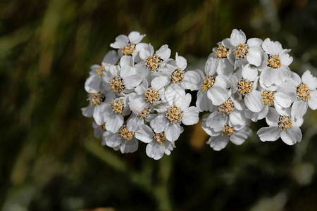 moschata的花朵图片