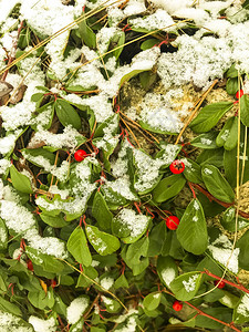 冬季第一场雪下的植物树木灌木背景图片