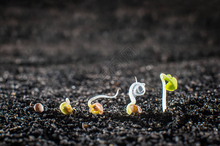 种子发芽在地下的图片