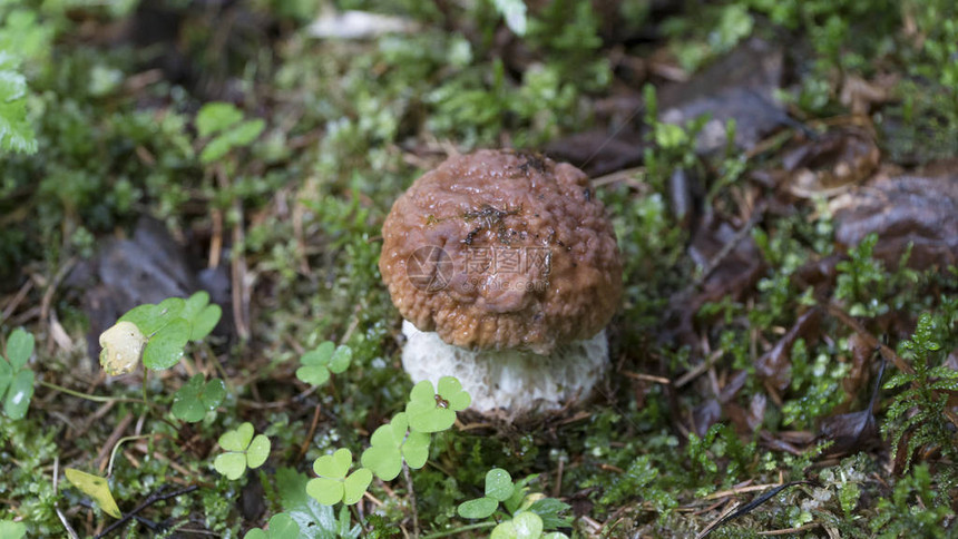 秋天森林里的白蘑菇或牛肝菌图片