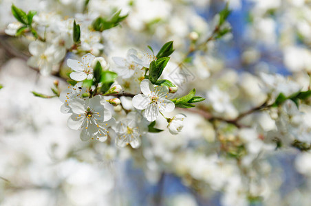 春天盛开的苹果树创造好心情图片