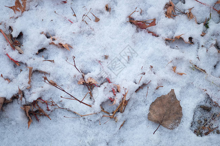 地面上带雪的干叶冬季图片