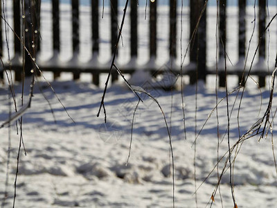 冰雪覆盖的地面上挂着几根裹着冰的树枝图片