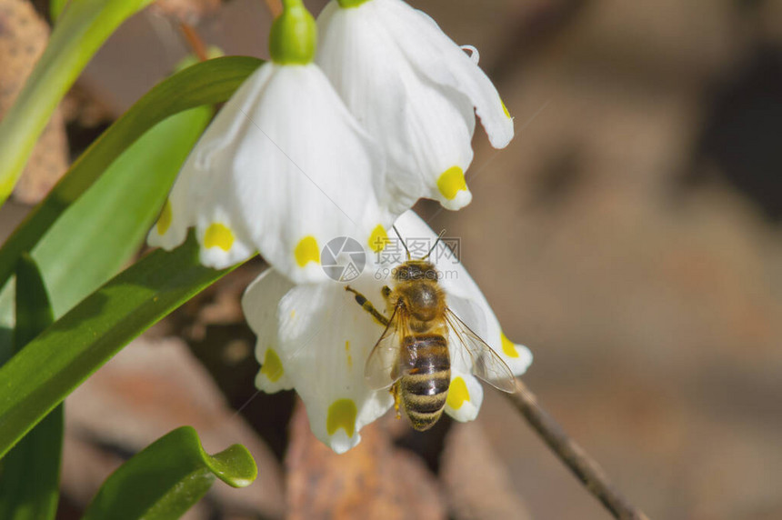蜜蜂寻找花蜜和第一春花雪滴花瓣上有黄色圆点的白铃图片