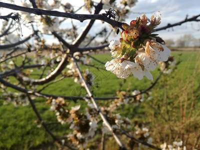 梅树盛开花的果树坚果欧洲水果农业产农村地区自然色彩的对比背景中的背景图片