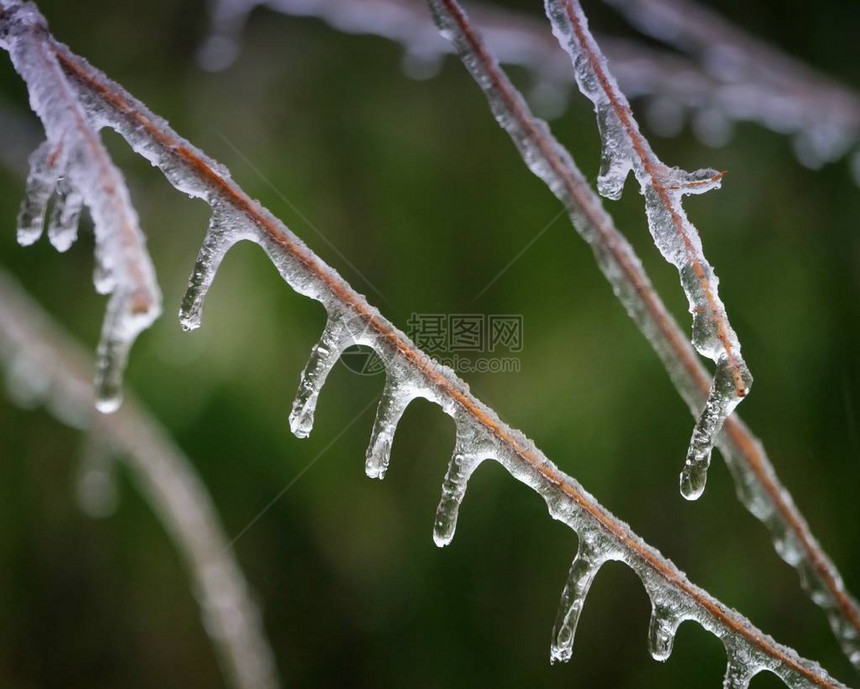 从被雪覆盖的树枝的冰冻树枝上垂下图片