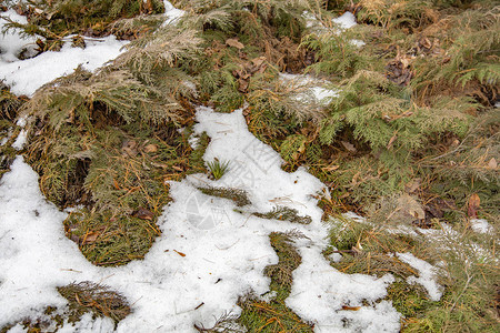 白雪覆盖常绿针叶树图片