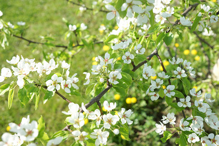 花园里开花的梨树背景图片