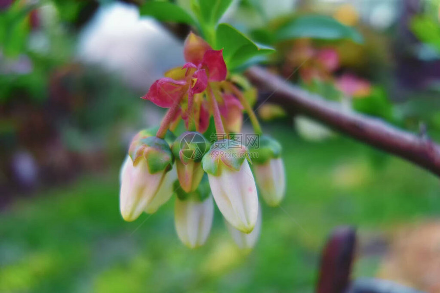博格蓝莓花Vacciniumuliginosum图片