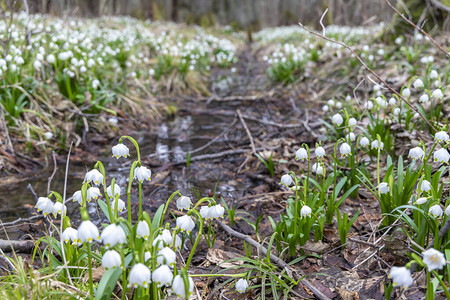 春初森林有春季雪花捷克罗布比图片