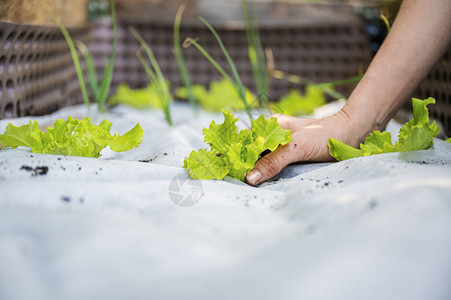 种植绿春生菜苗在花园里播种幼苗图片