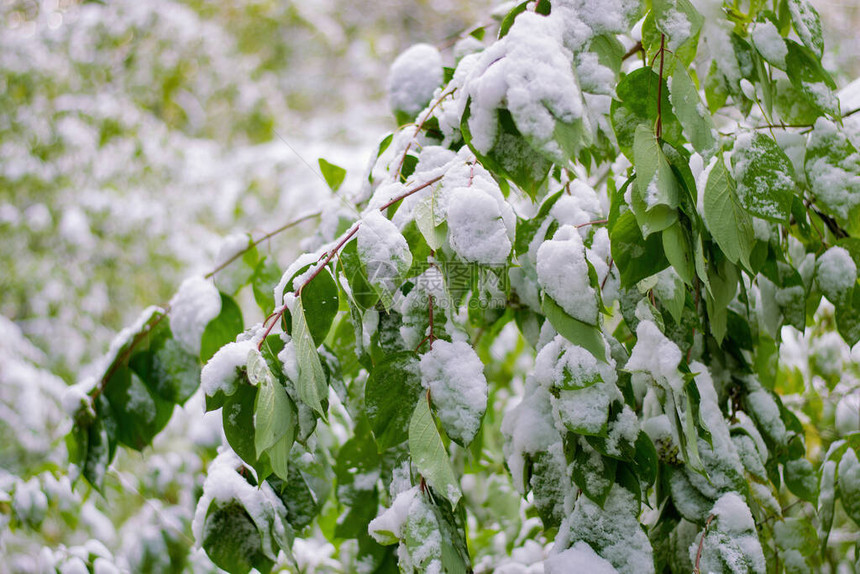 绿叶树枝在夏季雪的重压下弯曲晴朗的晴天气和象异常图片