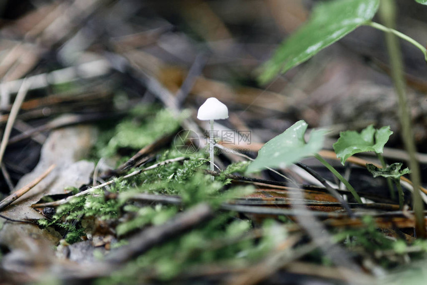 鲜花蘑菇在苔丝松针和雨后树叶之间图片