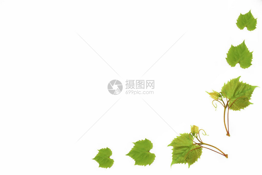 白色背景上的绿色天然葡萄叶装饰框架图片