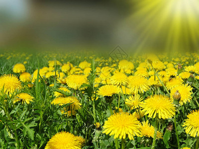 春天背景黄色蒲公英鲜花草地上的草图片