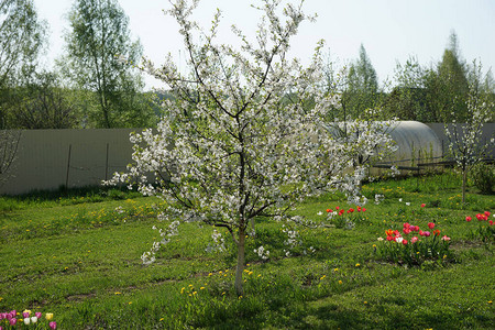 花园里的樱花树图片