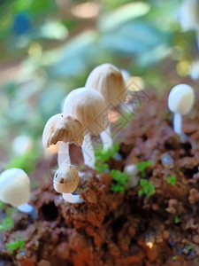 野生蘑菇关闭和土壤图片