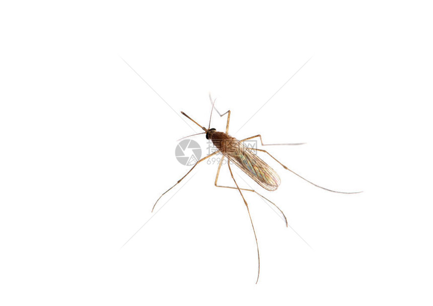 蚊子的超级巨人图片