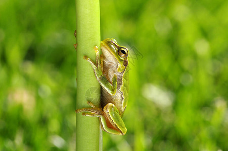 绿树青蛙Hyla图片