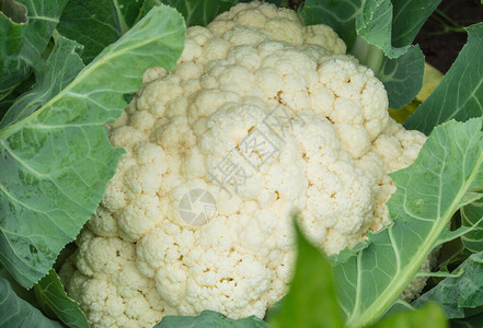 熟生花椰菜顶视图特写有机蔬菜概念图片